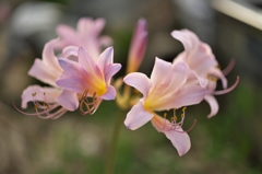 路傍の花たち2015：彼岸前＿夏水仙