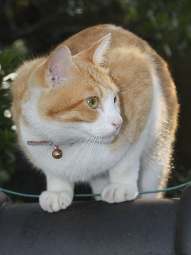 垣根の猫
