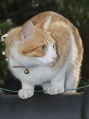 垣根の猫