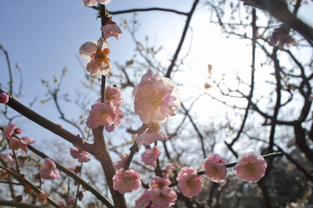 路傍の花たち2016：思いのまま