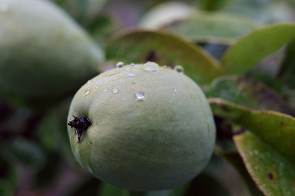 路傍の花たち2015：気がつけば秋＿花梨の実