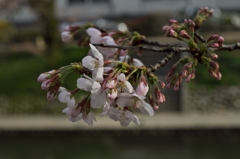 桜めぐり2015：松川の桜開花a