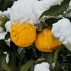 路傍の花たち2017：冬の白と黄色b