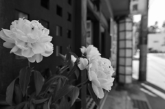 モノクロ散歩2015：店頭の芍薬
