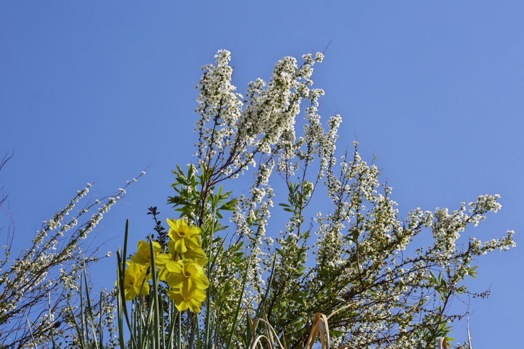 路傍の花たち2015：青と白と黄色b