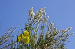 路傍の花たち2015：青と白と黄色b