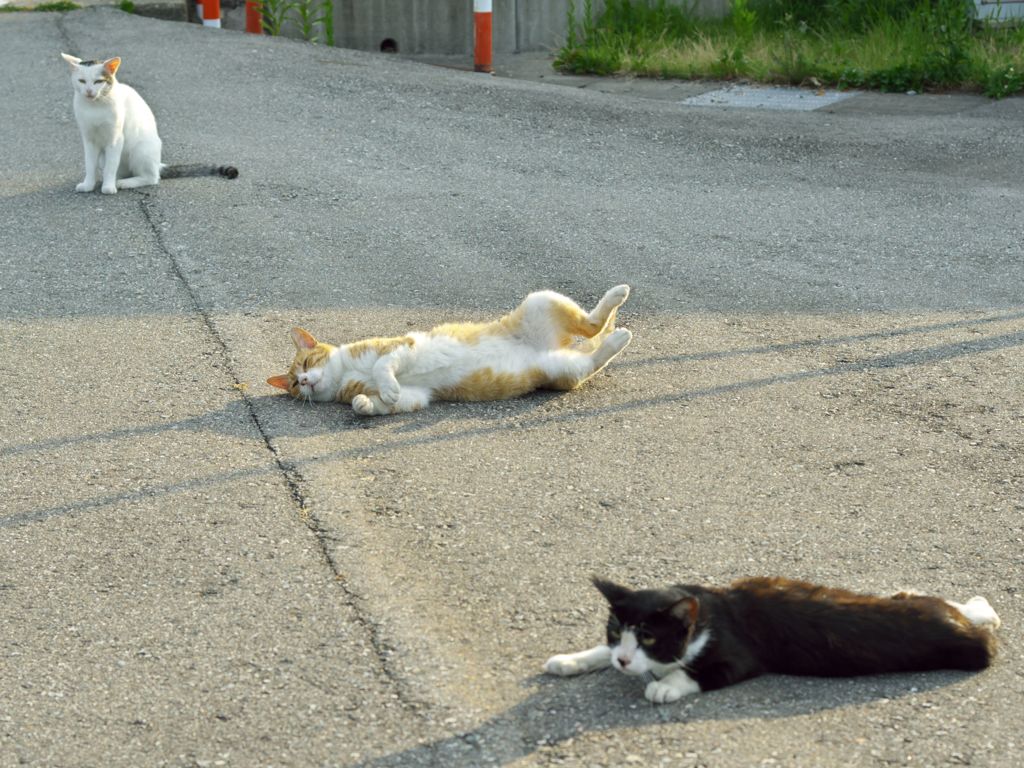 初夏の散歩2016：気ままな三匹