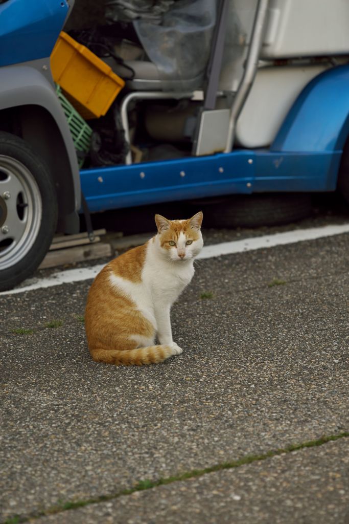 AMP試写その２：ガラクタ屋敷の茶トラ白