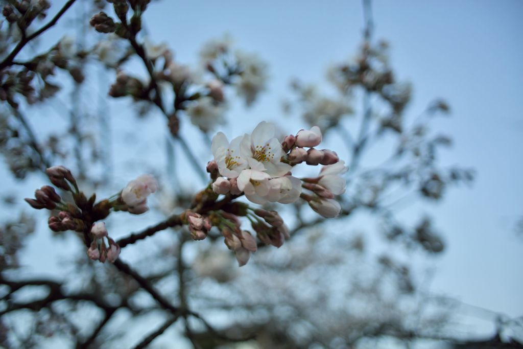 路傍の花たち2016：古城公園の染井吉野