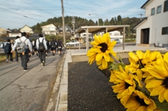 路傍の花たち2015：通学路の秋