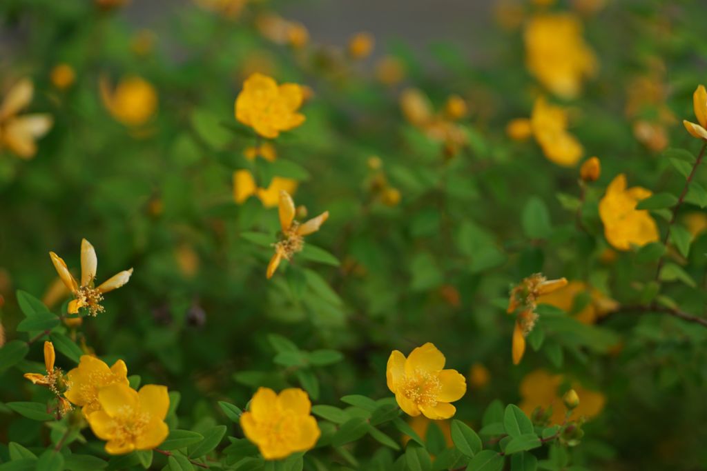 路傍の花たち2017：夏の花_金糸梅