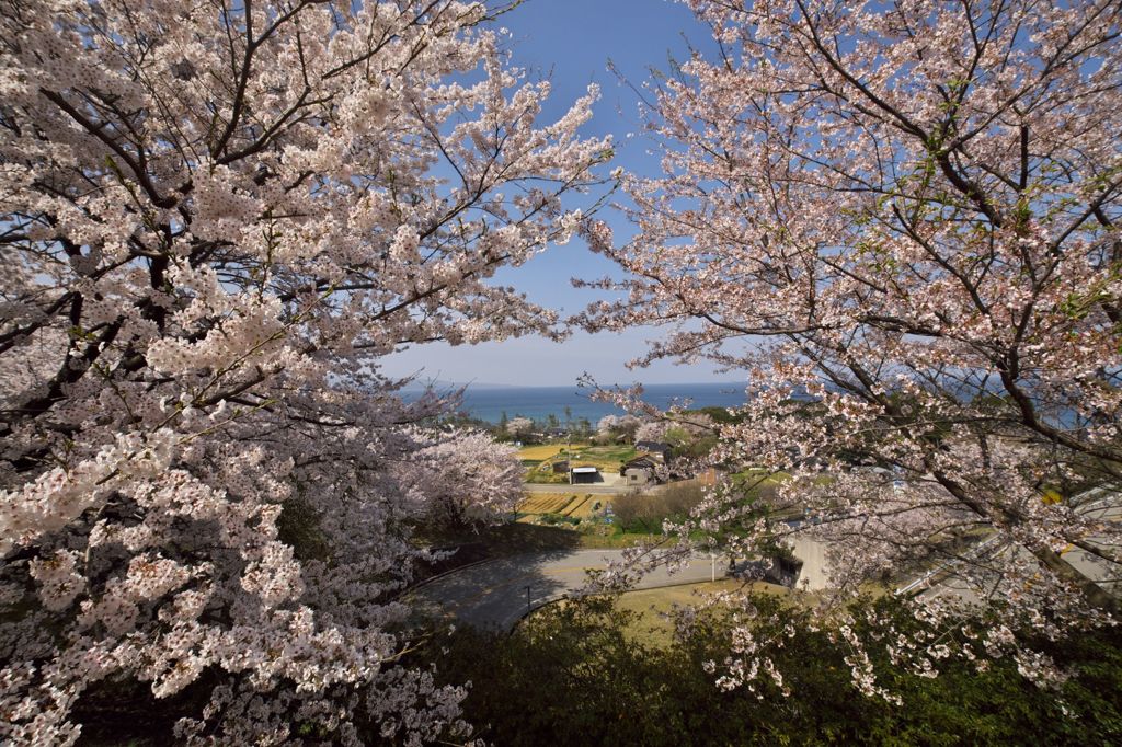 路傍の花たち2016：雨晴の散り初め桜a