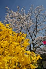 路傍の花たち2016：下条川千本桜（連翹と）