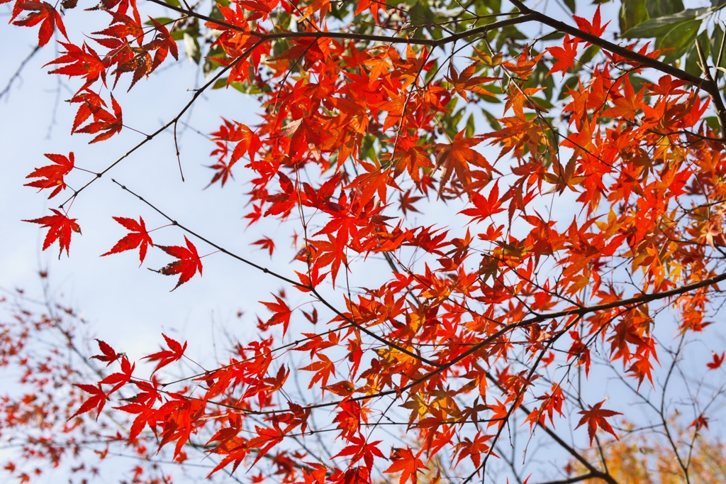 唐紅の綾錦2015：空と猩々緋