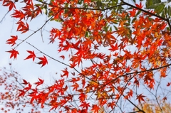 唐紅の綾錦2015：空と猩々緋