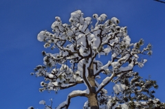 寒い朝2013b：松に雪