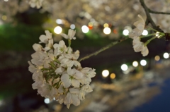 桜めぐり2015：松川夜桜b