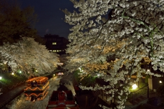 桜めぐり2015：夜桜花見舟d