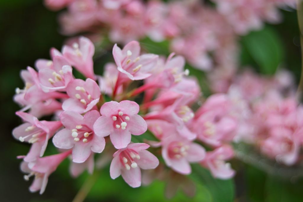 路傍の花たち2017：けんか山の頃_b