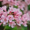 路傍の花たち2017：けんか山の頃_b