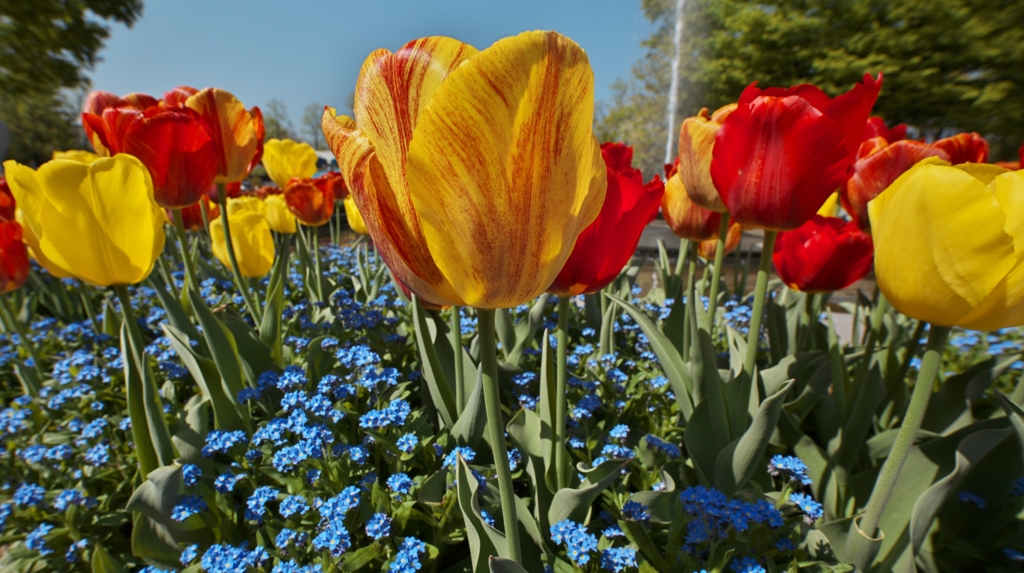 TulipFair2015：赤に黄色に勿忘草
