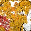 唐紅の綾錦2016：内濠への小径b