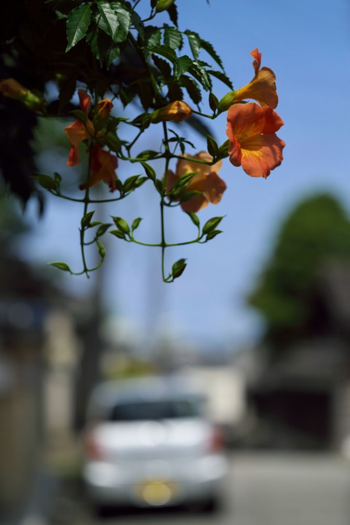 AMP試写その２：夏の終わりの凌霄花