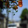AMP試写その２：夏の終わりの凌霄花