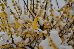 路傍の花たち2016：Wintersweet under Snow b