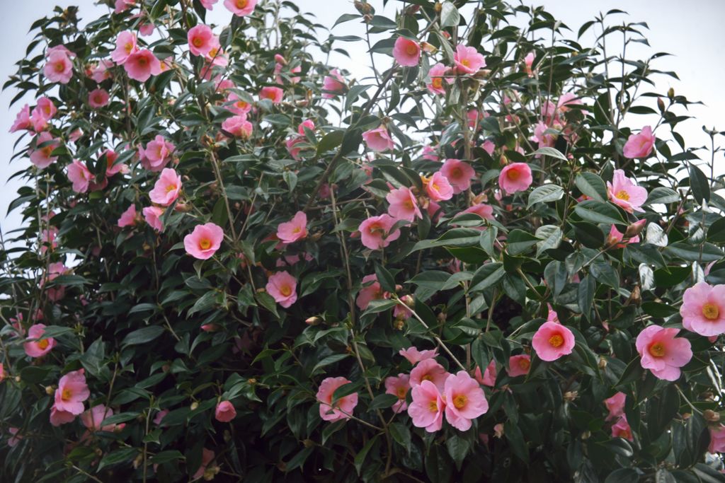 路傍の花たち2016：薄桃の群れ