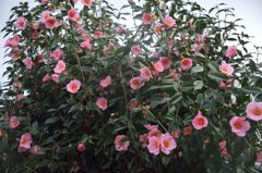 路傍の花たち2016：薄桃の群れ