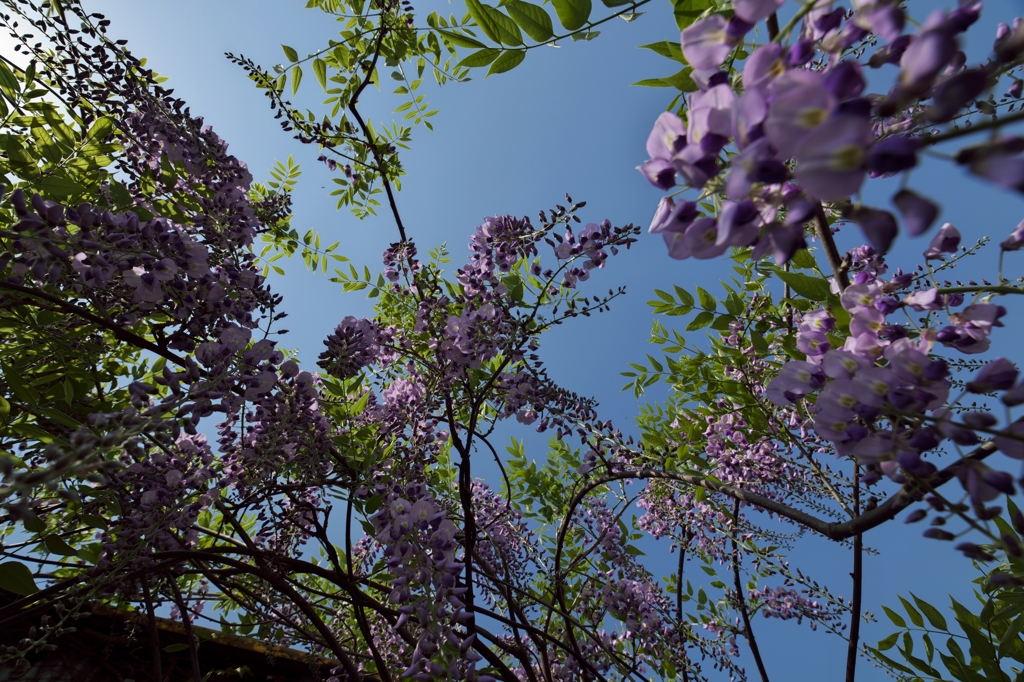 路傍の花たち2015：青と紫