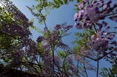 路傍の花たち2015：青と紫