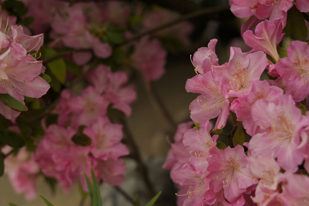 関野神社春季例大祭2016：薄桃の躑躅