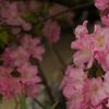 関野神社春季例大祭2016：薄桃の躑躅