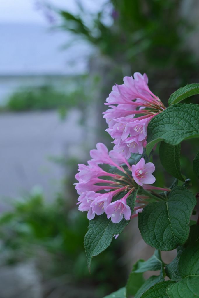 路傍の花たち2016：海辺の谷空木