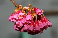 花冷えの雨2015：俯く寒緋桜