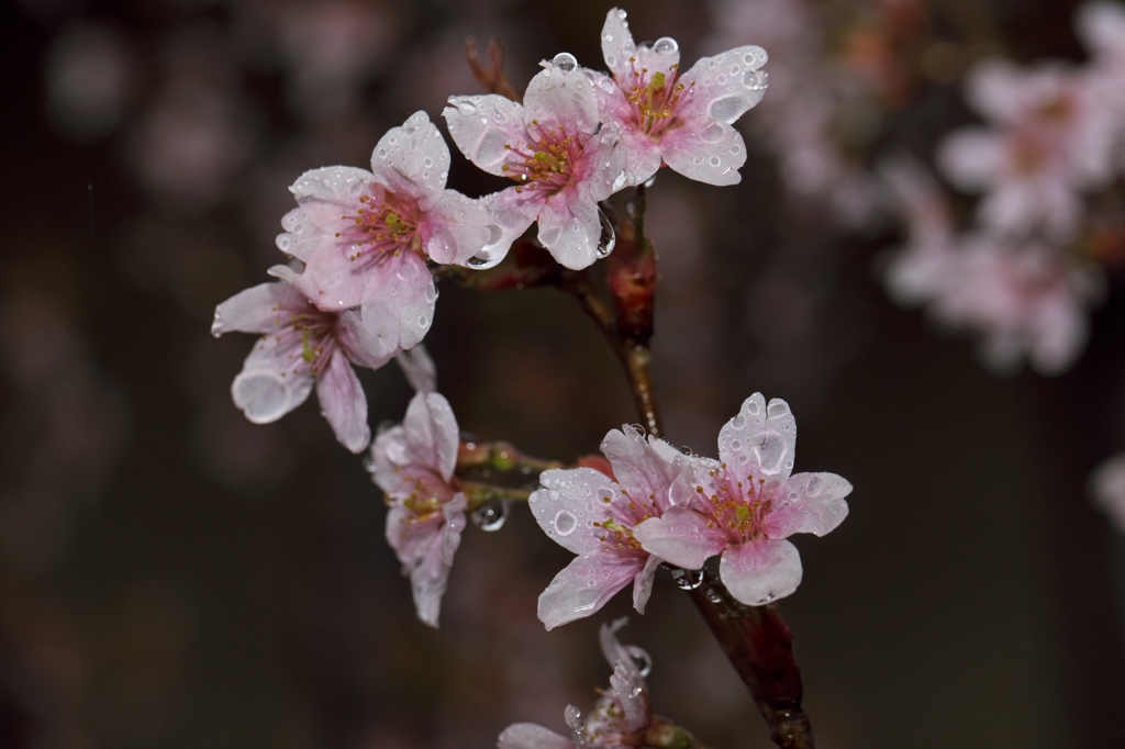 花冷えの雨2015：啓翁桜a