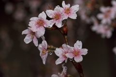 花冷えの雨2015：啓翁桜a