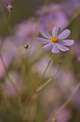 秋桜2014i