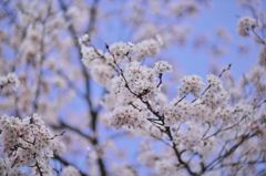 路傍の花たち2016：十間道路の染井吉野