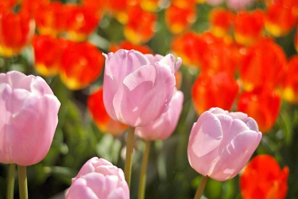 Tulipfair2016：浅紫の輝き