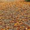 路傍の花たち2016：散り敷く桜と銀杏