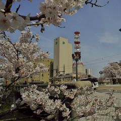路傍の花たち2016：松川桜橋南詰b