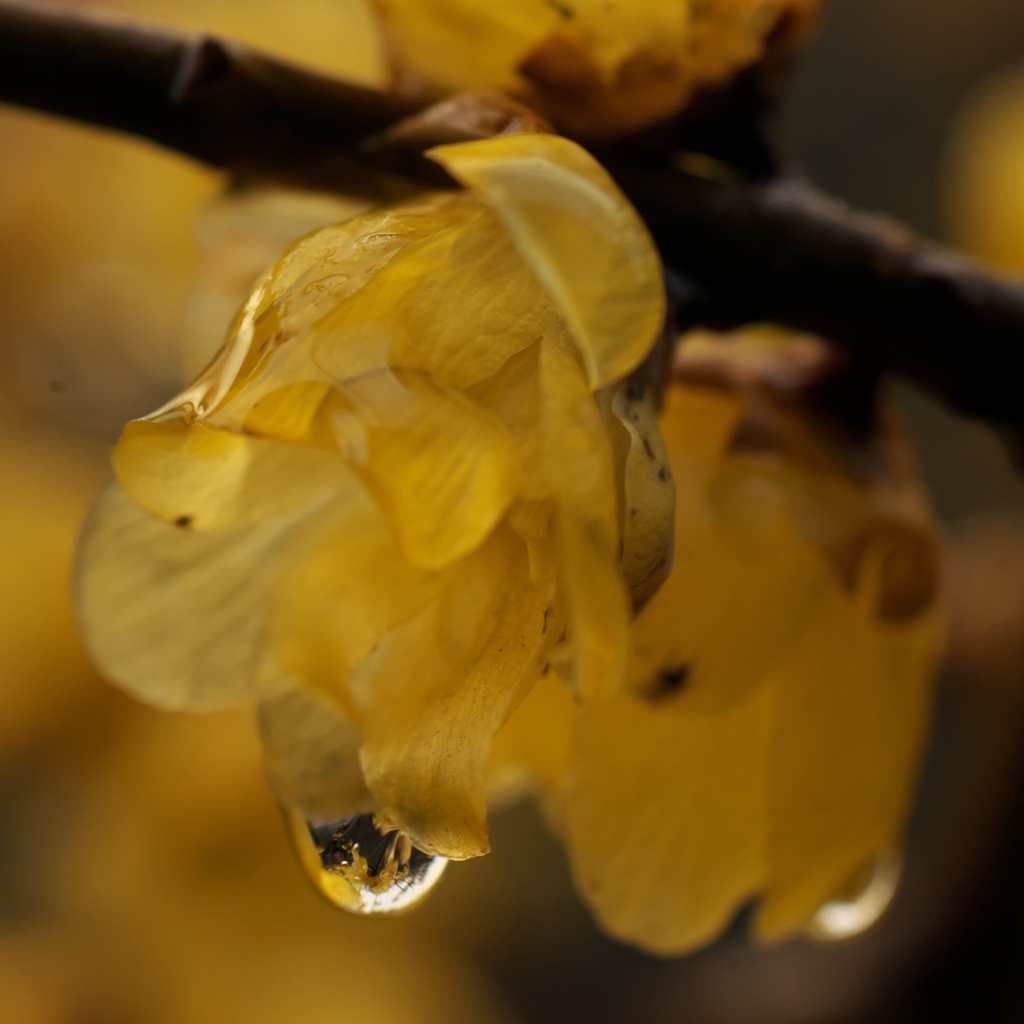 路傍の花たち2015：雨雪蝋梅（当倍切出し）