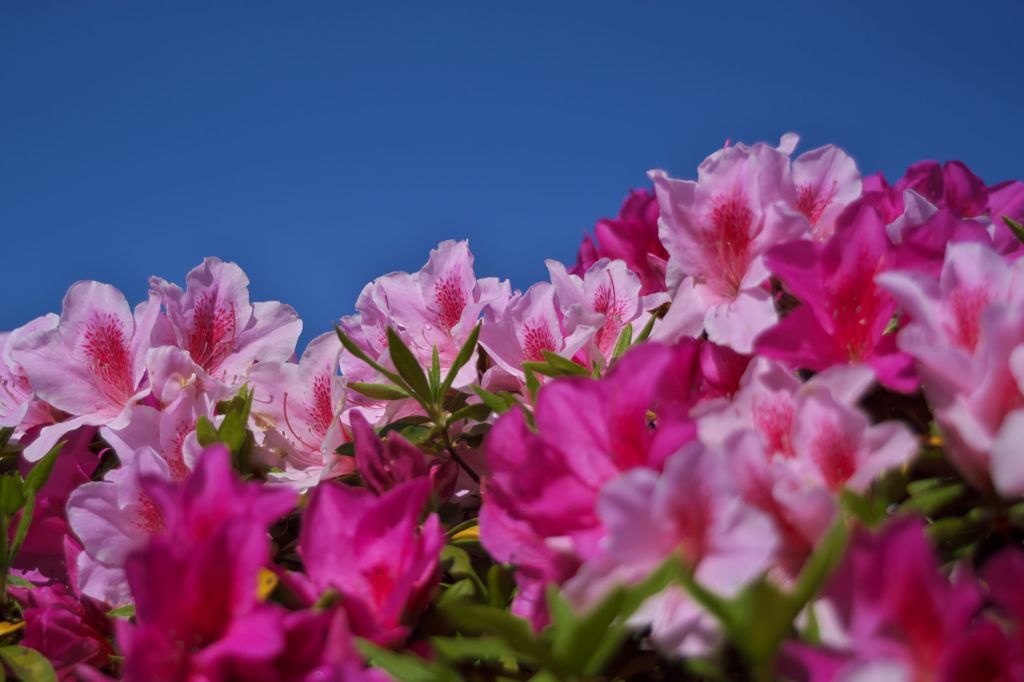 路傍の花たち2016：空に映える初夏の色