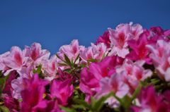 路傍の花たち2016：空に映える初夏の色