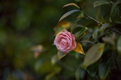 路傍の花たち2016：昔玉de乙女椿