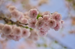 桜archives2012：薔薇の花束