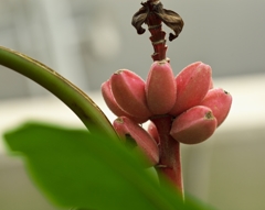路傍の花たち2015：桃色の甘蕉